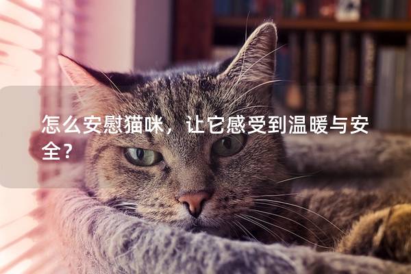 怎么安慰猫咪，让它感受到温暖与安全？