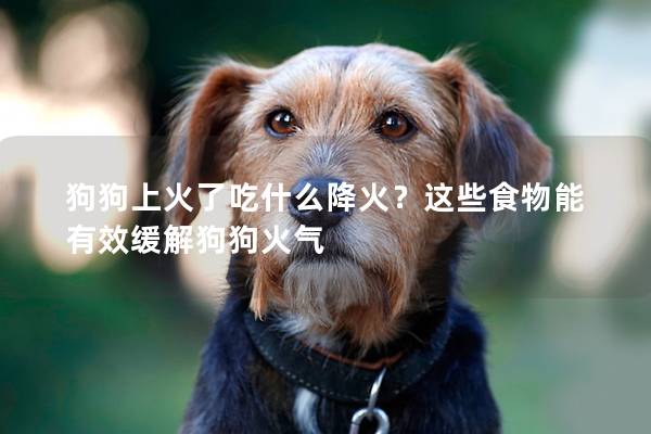 狗狗上火了吃什么降火？这些食物能有效缓解狗狗火气