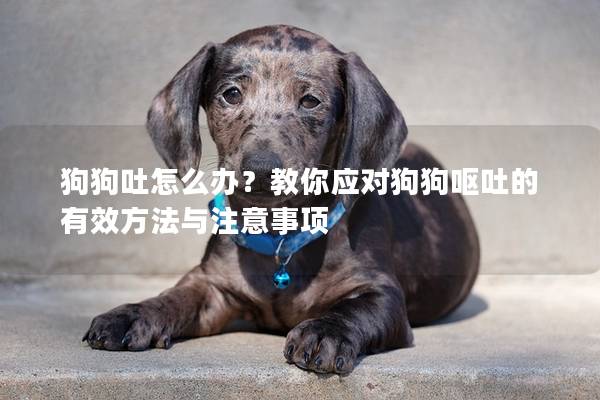 狗狗吐怎么办？教你应对狗狗呕吐的有效方法与注意事项