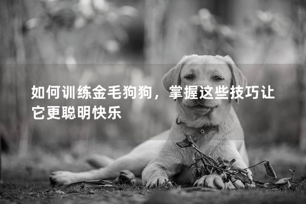 如何训练金毛狗狗，掌握这些技巧让它更聪明快乐