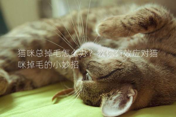 猫咪总掉毛怎么办？教你有效应对猫咪掉毛的小妙招