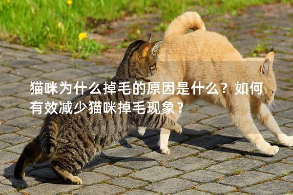 猫咪为什么掉毛的原因是什么？如何有效减少猫咪掉毛现象？