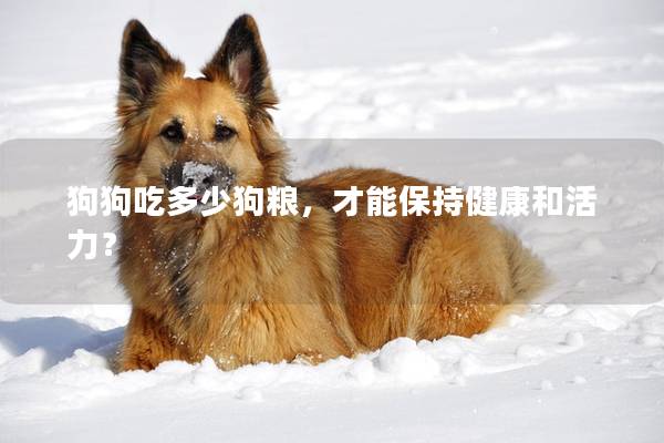 狗狗吃多少狗粮，才能保持健康和活力？