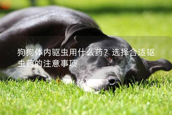 狗狗体内驱虫用什么药？选择合适驱虫药的注意事项