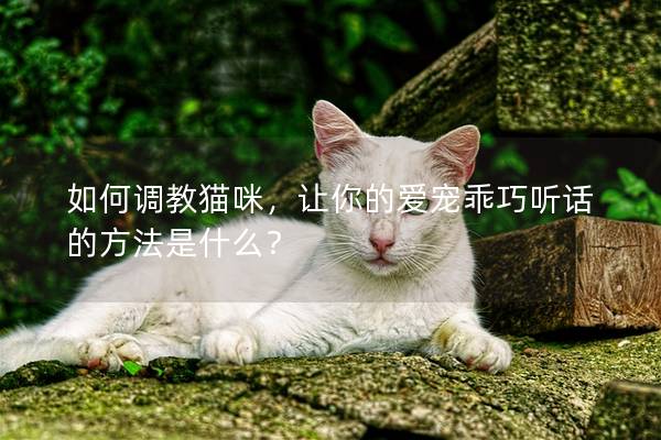 如何调教猫咪，让你的爱宠乖巧听话的方法是什么？