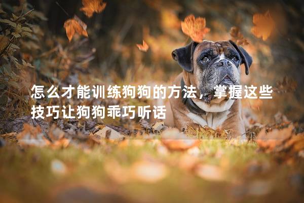 怎么才能训练狗狗的方法，掌握这些技巧让狗狗乖巧听话