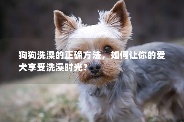 狗狗洗澡的正确方法，如何让你的爱犬享受洗澡时光？