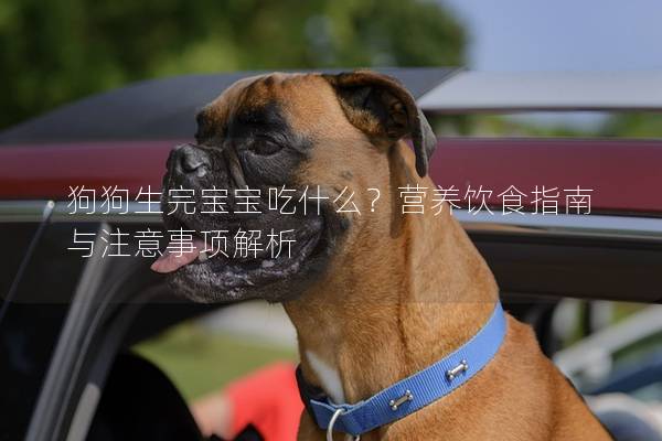 狗狗生完宝宝吃什么？营养饮食指南与注意事项解析