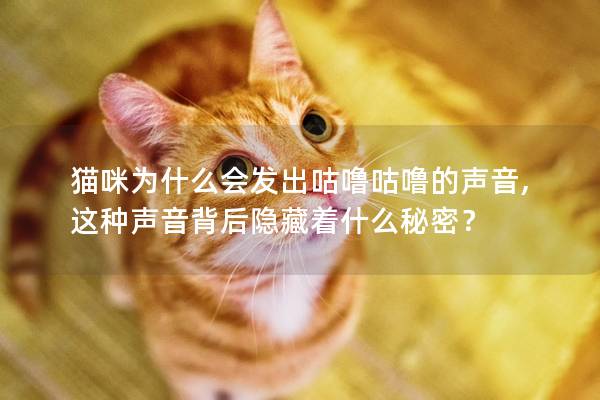 猫咪为什么会发出咕噜咕噜的声音,这种声音背后隐藏着什么秘密？
