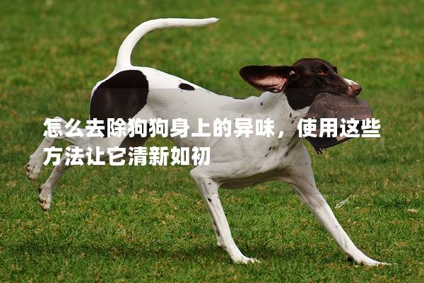 怎么去除狗狗身上的异味，使用这些方法让它清新如初