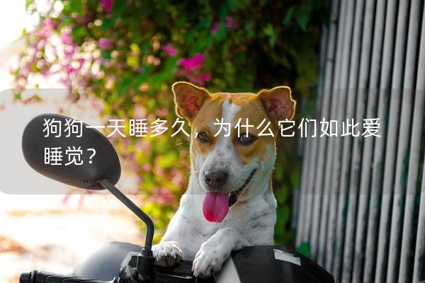 狗狗一天睡多久，为什么它们如此爱睡觉？