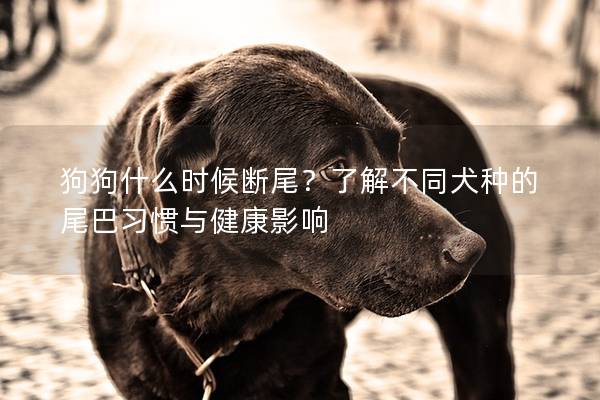 狗狗什么时候断尾？了解不同犬种的尾巴习惯与健康影响