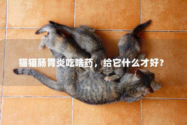 猫猫肠胃炎吃啥药，给它什么才好？