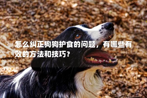 怎么纠正狗狗护食的问题，有哪些有效的方法和技巧？
