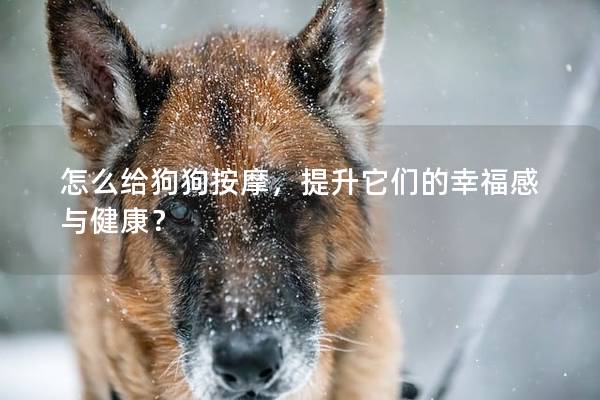 怎么给狗狗按摩，提升它们的幸福感与健康？