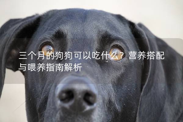 三个月的狗狗可以吃什么？营养搭配与喂养指南解析