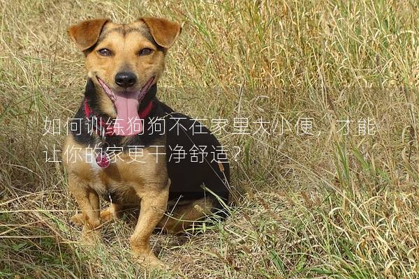 如何训练狗狗不在家里大小便，才能让你的家更干净舒适？