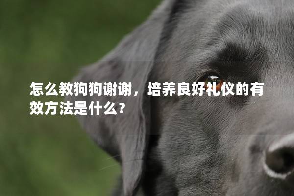 怎么教狗狗谢谢，培养良好礼仪的有效方法是什么？