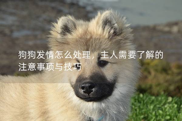 狗狗发情怎么处理，主人需要了解的注意事项与技巧