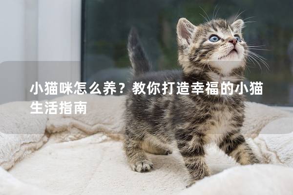 小猫咪怎么养？教你打造幸福的小猫生活指南