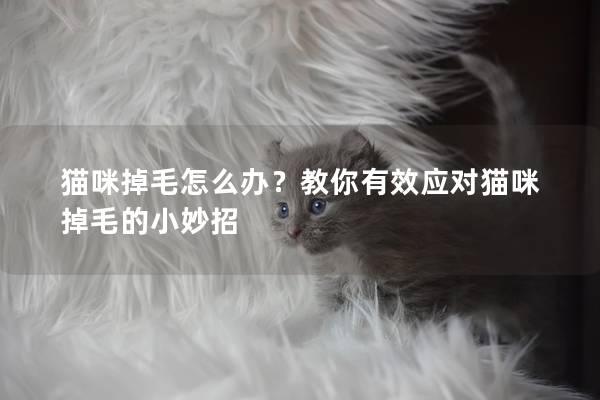 猫咪掉毛怎么办？教你有效应对猫咪掉毛的小妙招