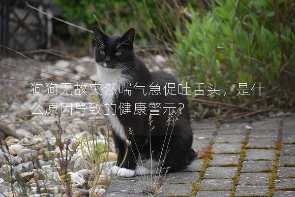 狗狗无故突然喘气急促吐舌头，是什么原因导致的健康警示？