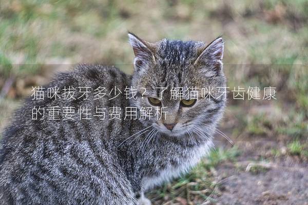 猫咪拔牙多少钱？了解猫咪牙齿健康的重要性与费用解析