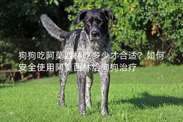 狗狗吃阿莫西林吃多少才合适？如何安全使用阿莫西林给狗狗治疗