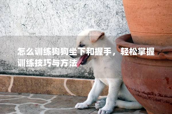 怎么训练狗狗坐下和握手，轻松掌握训练技巧与方法