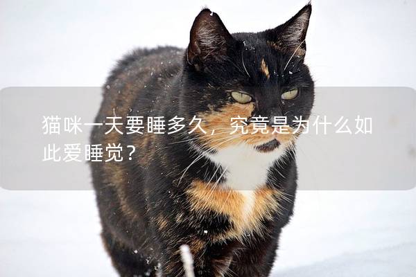 猫咪一天要睡多久，究竟是为什么如此爱睡觉？