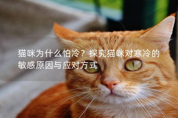 猫咪为什么怕冷？探究猫咪对寒冷的敏感原因与应对方式