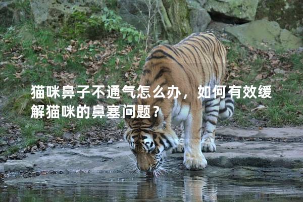 猫咪鼻子不通气怎么办，如何有效缓解猫咪的鼻塞问题？