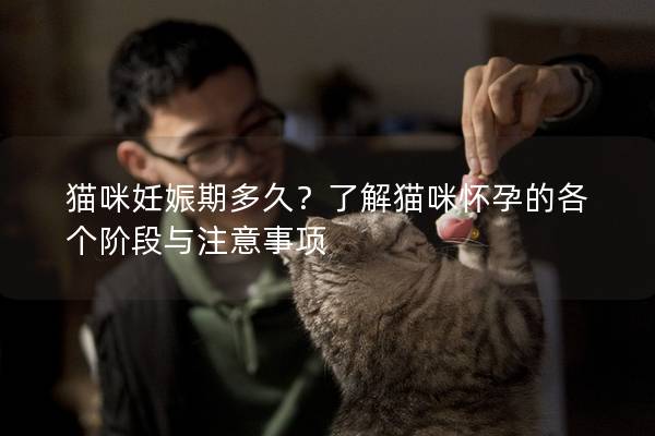 猫咪妊娠期多久？了解猫咪怀孕的各个阶段与注意事项