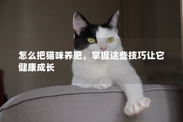 怎么把猫咪养肥，掌握这些技巧让它健康成长