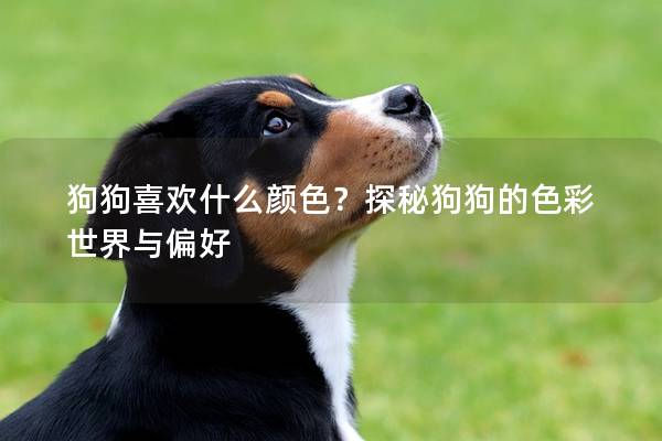 狗狗喜欢什么颜色？探秘狗狗的色彩世界与偏好
