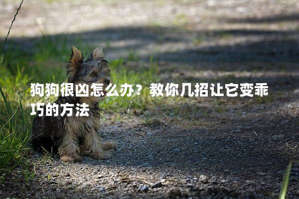 狗狗很凶怎么办？教你几招让它变乖巧的方法
