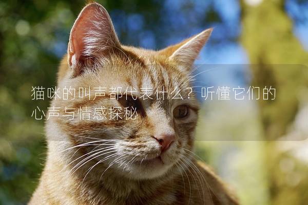 猫咪的叫声都代表什么？听懂它们的心声与情感探秘