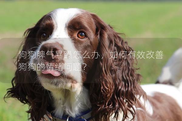狗狗脾气暴躁怎么办，如何有效改善狗狗的情绪问题？