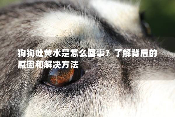 狗狗吐黄水是怎么回事？了解背后的原因和解决方法