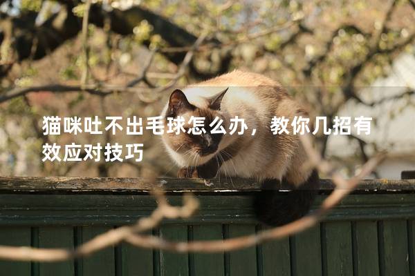 猫咪吐不出毛球怎么办，教你几招有效应对技巧