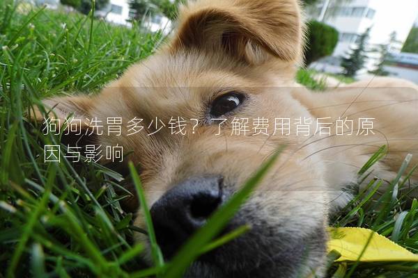 狗狗洗胃多少钱？了解费用背后的原因与影响