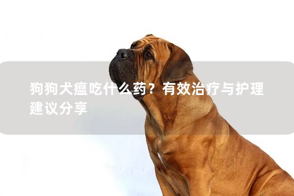 狗狗犬瘟吃什么药？有效治疗与护理建议分享
