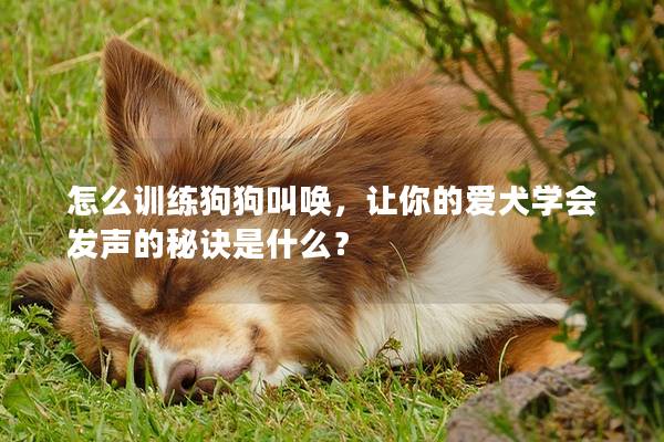 怎么训练狗狗叫唤，让你的爱犬学会发声的秘诀是什么？