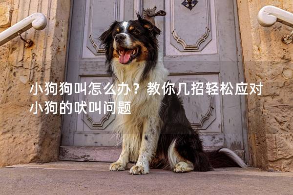 小狗狗叫怎么办？教你几招轻松应对小狗的吠叫问题