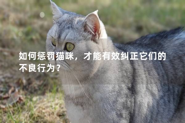 如何惩罚猫咪，才能有效纠正它们的不良行为？