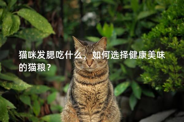 猫咪发腮吃什么，如何选择健康美味的猫粮？