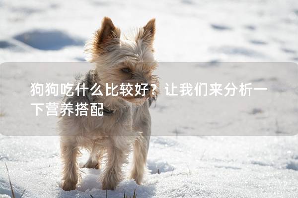 狗狗吃什么比较好？让我们来分析一下营养搭配