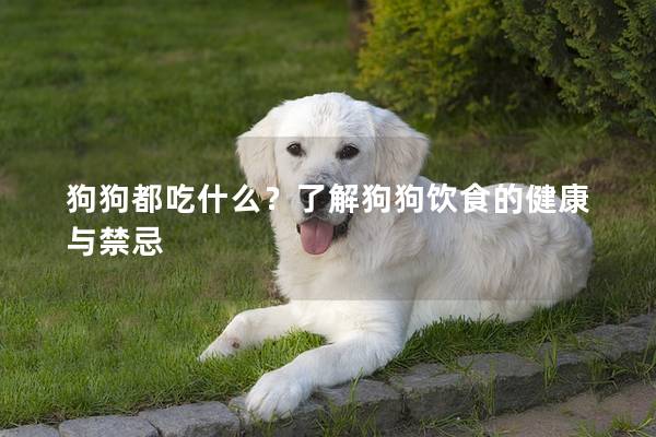狗狗都吃什么？了解狗狗饮食的健康与禁忌