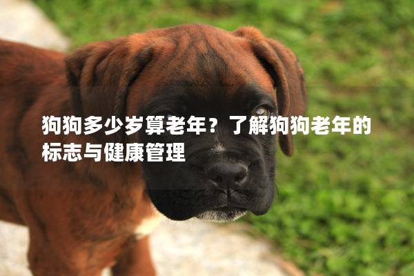 狗狗多少岁算老年？了解狗狗老年的标志与健康管理