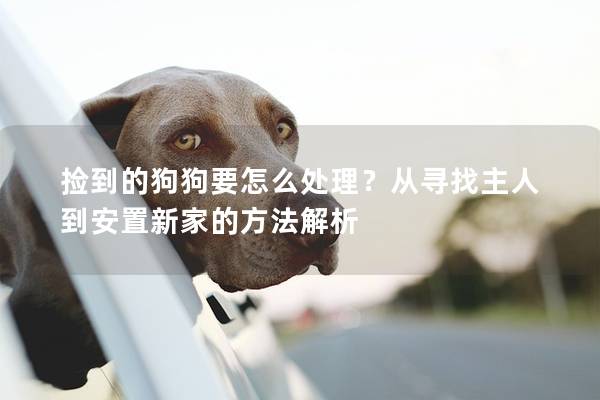 捡到的狗狗要怎么处理？从寻找主人到安置新家的方法解析